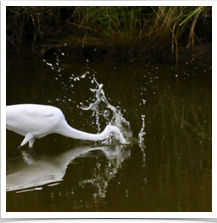 Great Egret - Fishing Splash